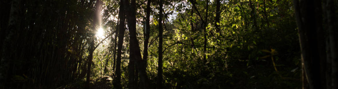 floresta-e-sol-1.jpg
