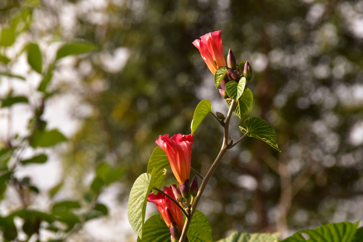 2020-julho-natureza-flor-vermelha.jpg